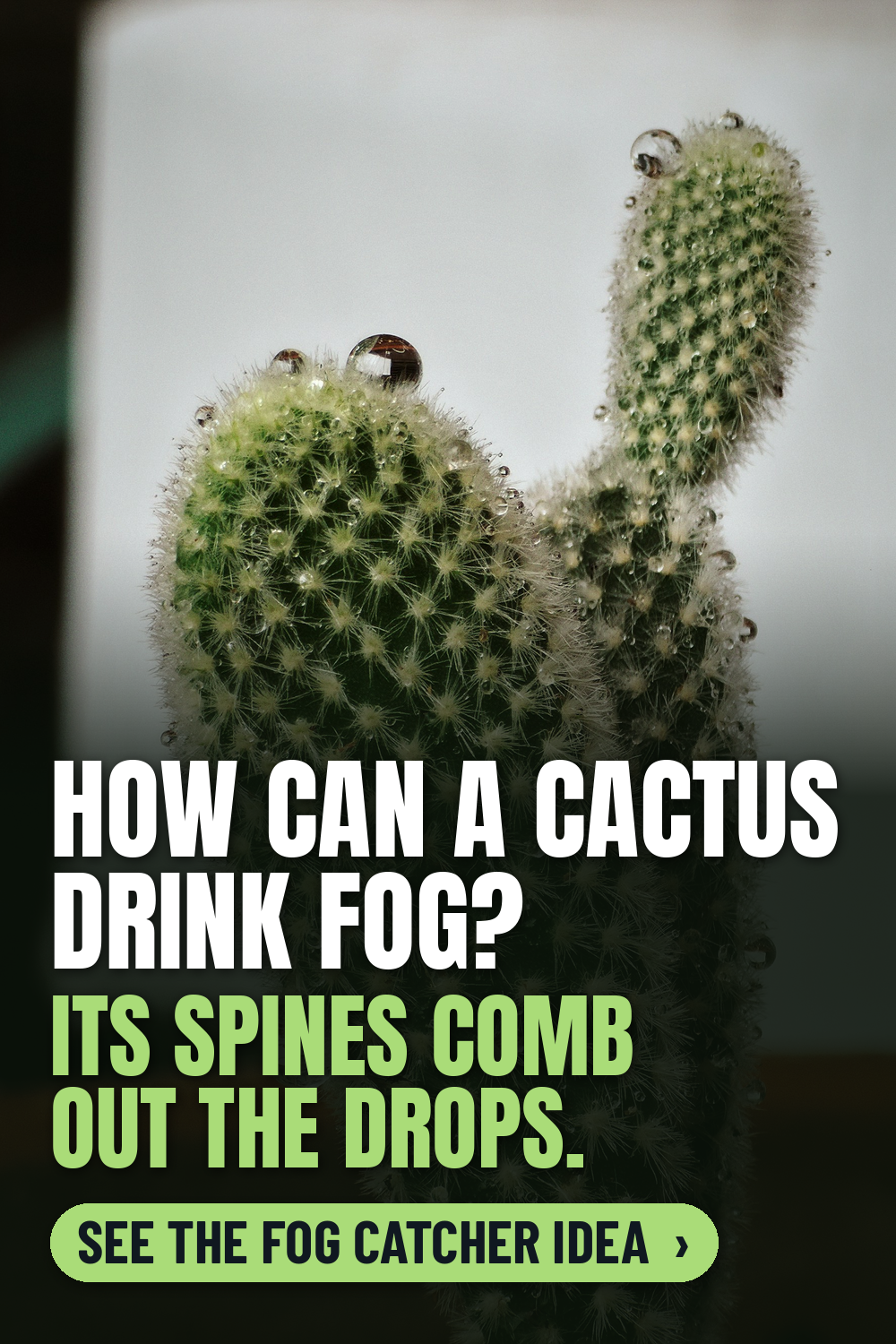 Water from air, cactus style: a small bunny-ear cactus with fuzzy spine clusters dotted with misted water droplets on a soft grey background, with the words How can a cactus drink fog? Its spines comb out the drops.
