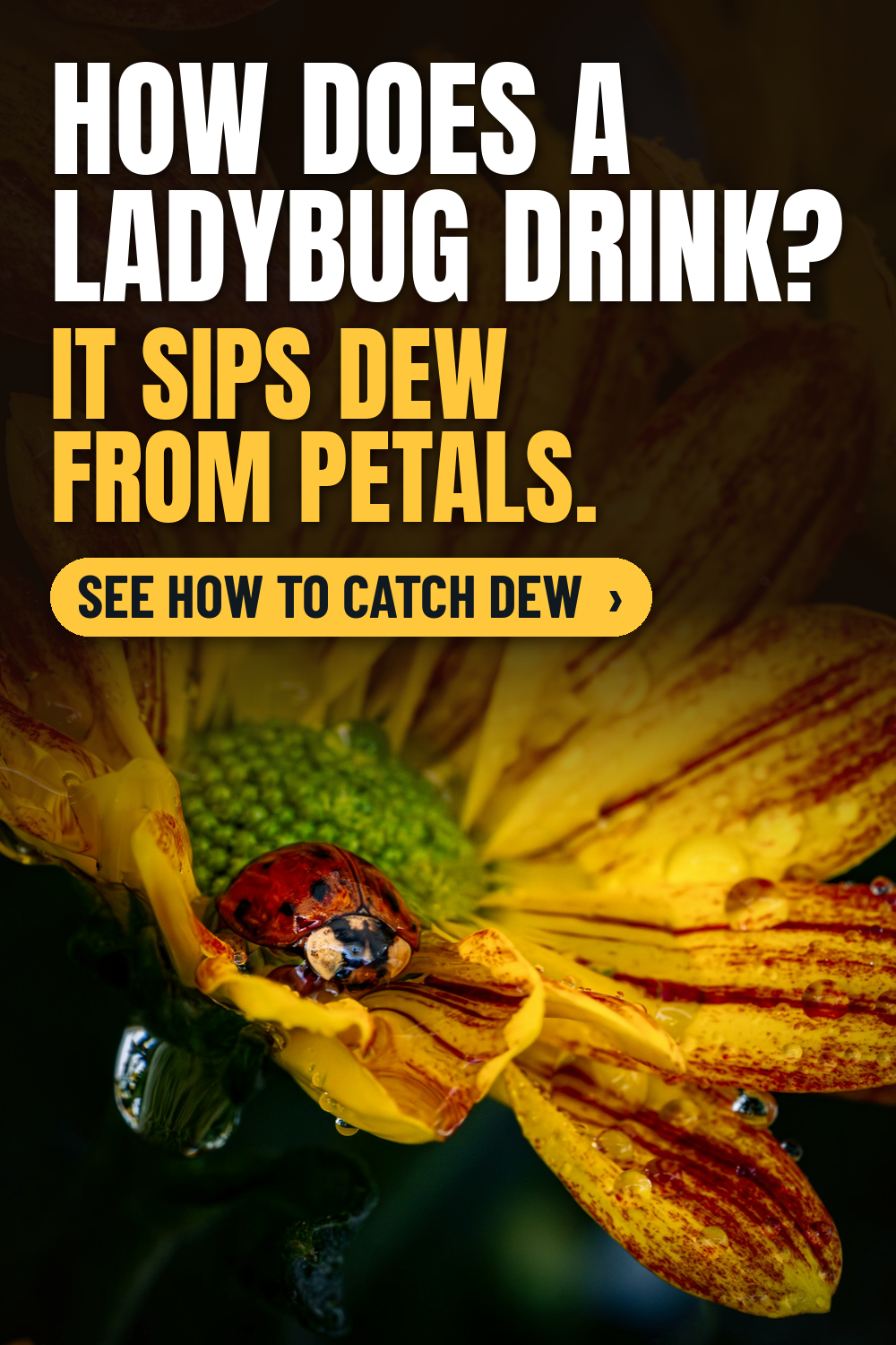 How to harvest water from air like a ladybug: macro of a red ladybug on a yellow and red chrysanthemum covered in water droplets, with the words How does a ladybug drink? It sips dew from petals.
